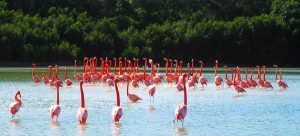 tourisMexicoCelestum